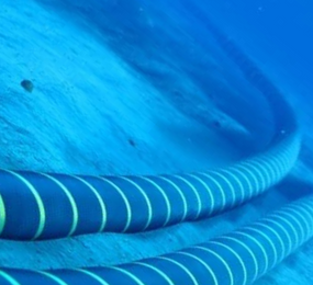 Leadvent Group| Why Protect Subsea Power Cables?