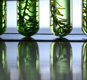 Advanced Biofuels Technology Updates & Emerging Opportunities