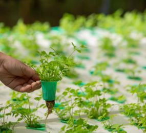 The Practice of Growing Crops Underneath Solar Panels