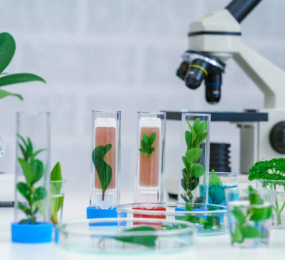 Understanding the Impact of Extractables and Leachables on Drug Product Safety and Efficacy