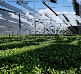 Cultivating Innovation: AgriVoltaics Europe 2025