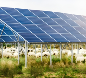 Agrivoltaics: Where Agriculture Meets Renewable Energy