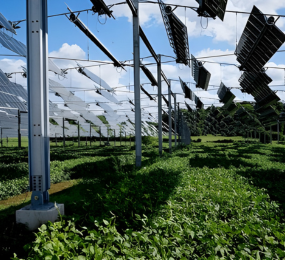 Agrivoltaics: Growing Food and Power on Shared Ground